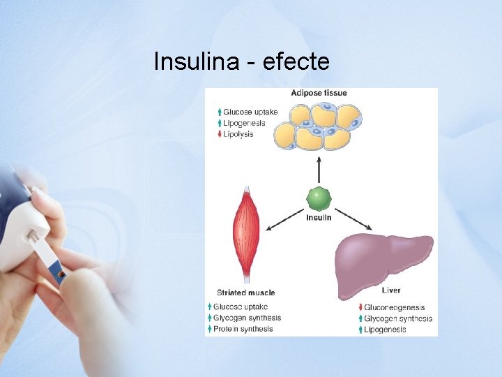 Insulina - efecte 