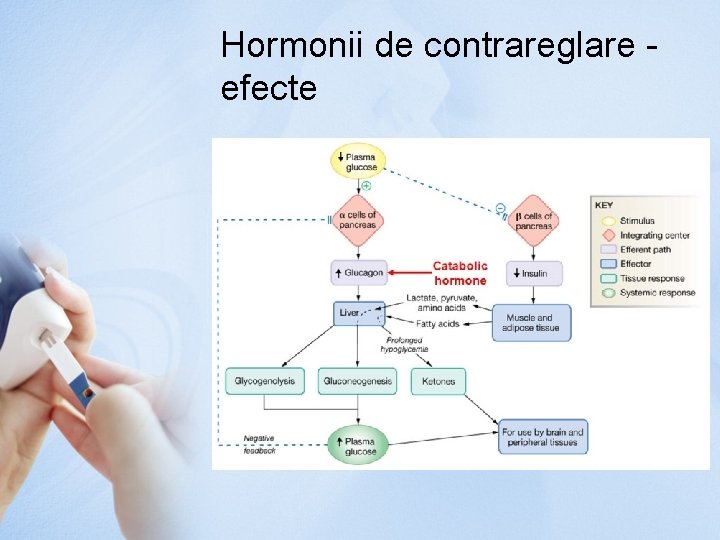 Hormonii de contrareglare efecte 