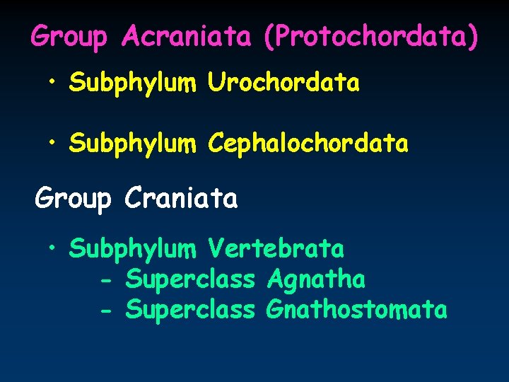 Group Acraniata (Protochordata) • Subphylum Urochordata • Subphylum Cephalochordata Group Craniata • Subphylum Vertebrata