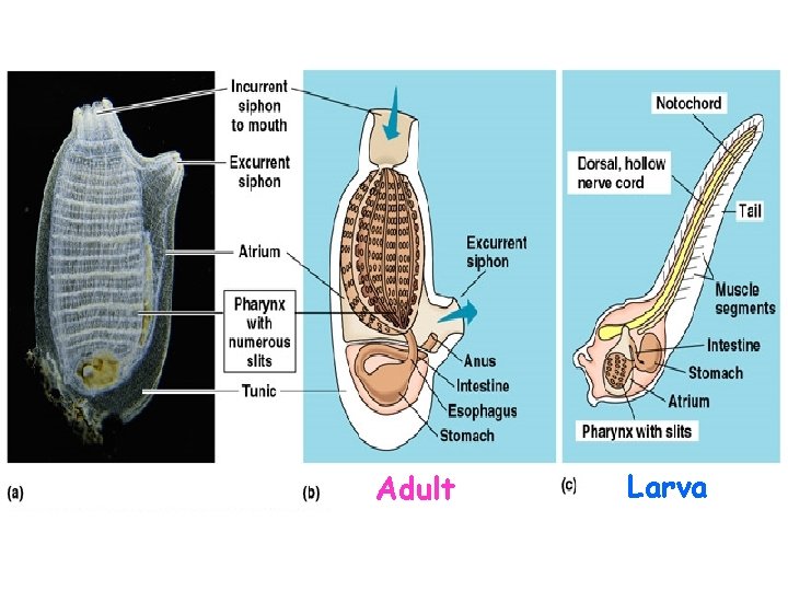 Adult Larva 