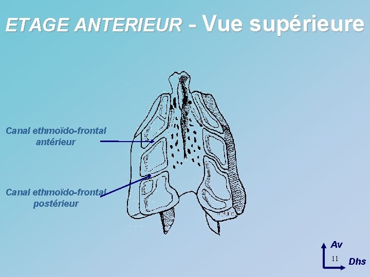 ETAGE ANTERIEUR - Vue supérieure Canal ethmoïdo-frontal antérieur Canal ethmoïdo-frontal postérieur Av 11 Dhs