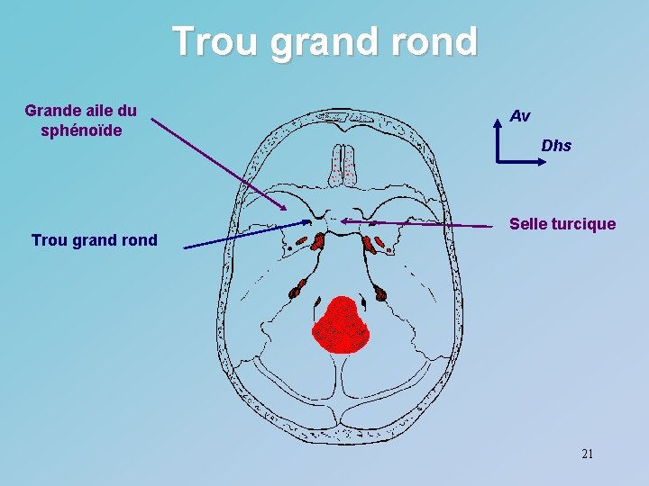 Trou grand rond Grande aile du sphénoïde Trou grand rond Av Dhs Selle turcique