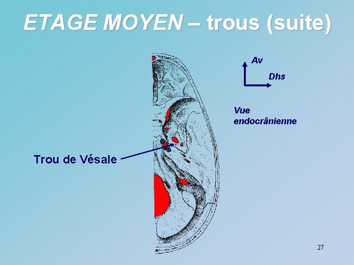 ETAGE MOYEN – trous (suite) Av Dhs Vue endocrânienne Trou de Vésale 27 