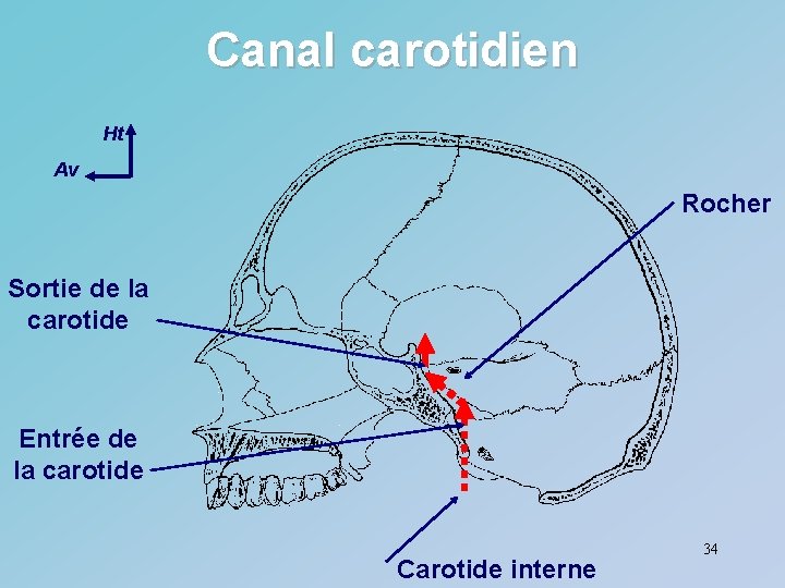 Canal carotidien Ht Av Rocher Sortie de la carotide Entrée de la carotide Carotide