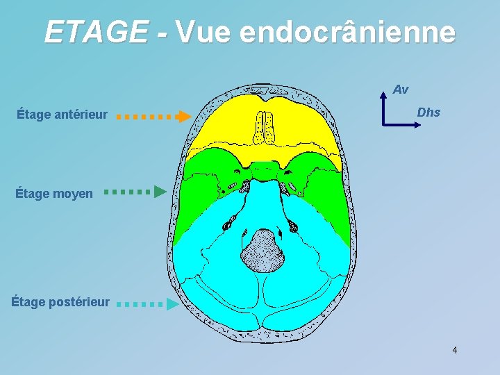 ETAGE - Vue endocrânienne Av Étage antérieur Dhs Étage moyen Étage postérieur 4 
