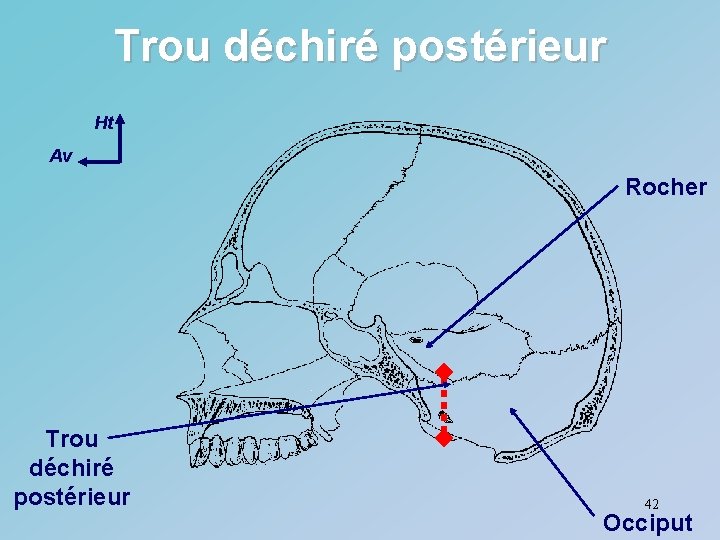 Trou déchiré postérieur Ht Av Rocher Trou déchiré postérieur 42 Occiput 