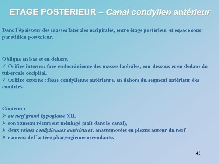 ETAGE POSTERIEUR – Canal condylien antérieur Dans l’épaisseur des masses latérales occipitales, entre étage