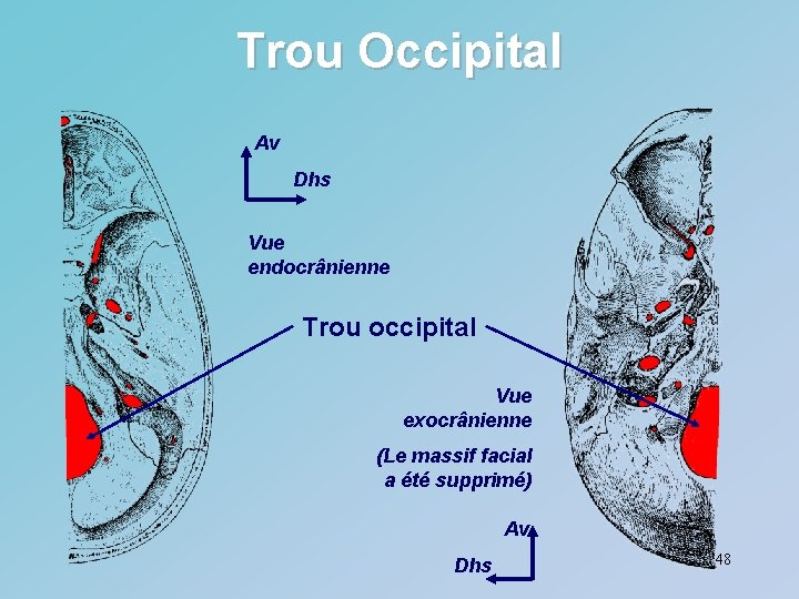 Trou Occipital Av Dhs Vue endocrânienne Trou occipital Vue exocrânienne (Le massif facial a