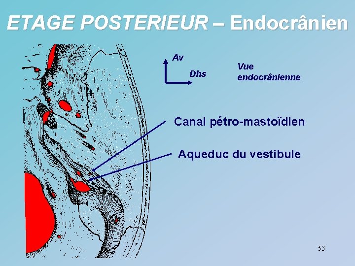 ETAGE POSTERIEUR – Endocrânien Av Dhs Vue endocrânienne Canal pétro-mastoïdien Aqueduc du vestibule 53
