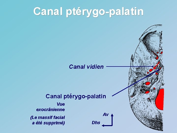 Canal ptérygo-palatin Canal vidien Canal ptérygo-palatin Vue exocrânienne (Le massif facial a été supprimé)