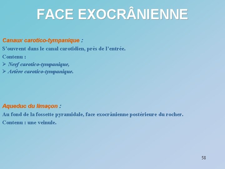 FACE EXOCR NIENNE Canaux carotico-tympanique : S’ouvrent dans le canal carotidien, près de l’entrée.