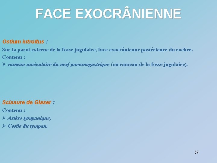 FACE EXOCR NIENNE Ostium introïtus : Sur la paroi externe de la fosse jugulaire,