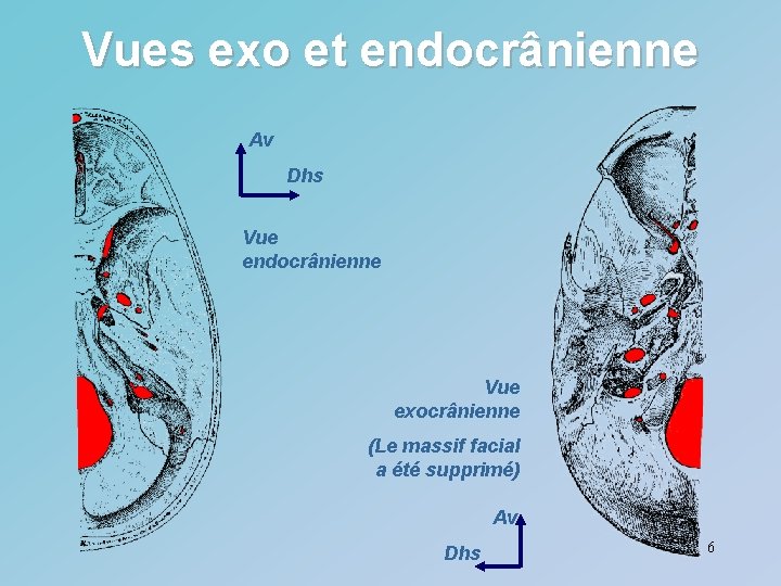 Vues exo et endocrânienne Av Dhs Vue endocrânienne Vue exocrânienne (Le massif facial a