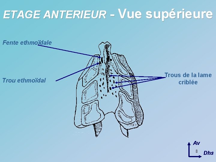 ETAGE ANTERIEUR - Vue supérieure Fente ethmoïdale Trou ethmoïdal Trous de la lame criblée