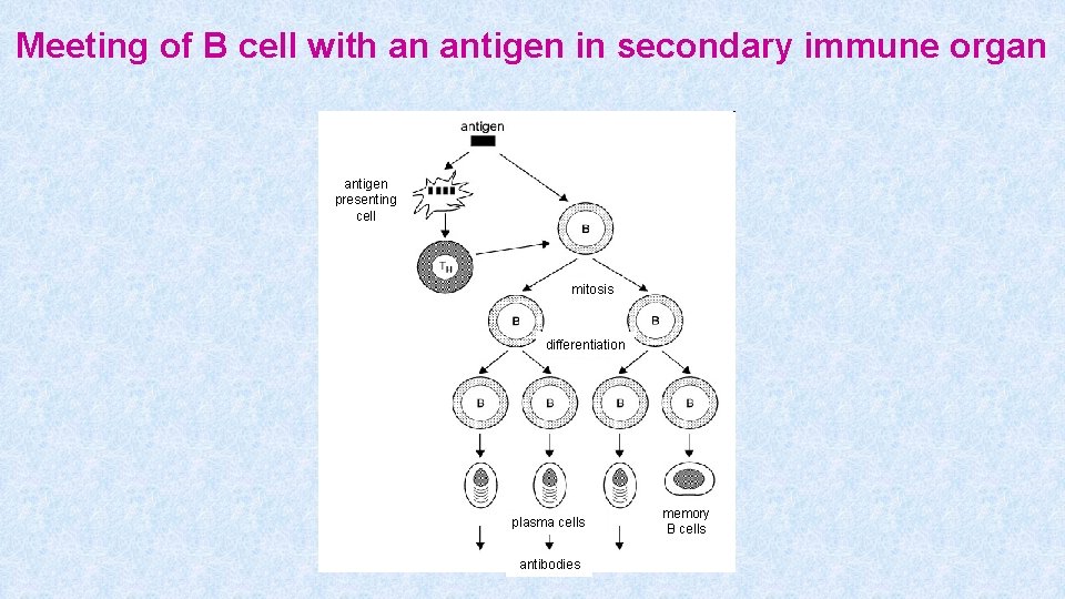 Meeting of B cell with an antigen in secondary immune organ antigen presenting cell