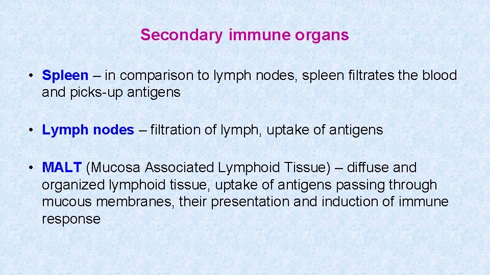 Secondary immune organs • Spleen – in comparison to lymph nodes, spleen filtrates the