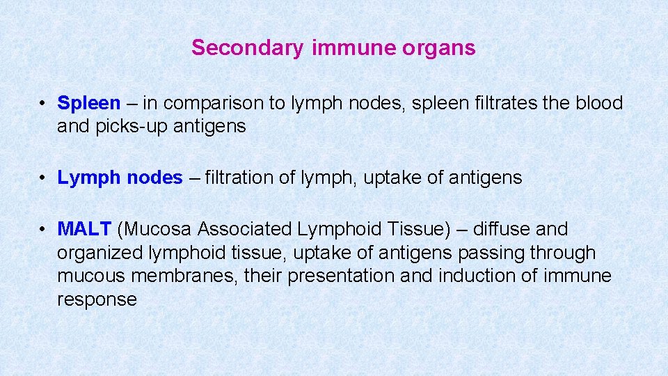 Secondary immune organs • Spleen – in comparison to lymph nodes, spleen filtrates the Secondary immune organs • Spleen – in comparison to lymph nodes, spleen filtrates the