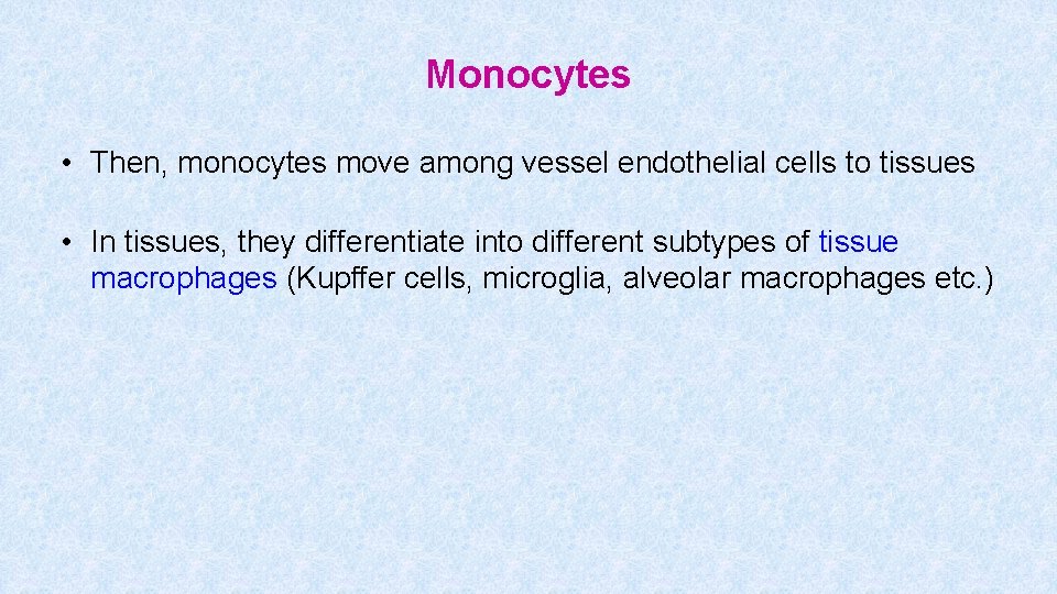 Monocytes • Then, monocytes move among vessel endothelial cells to tissues • In tissues,