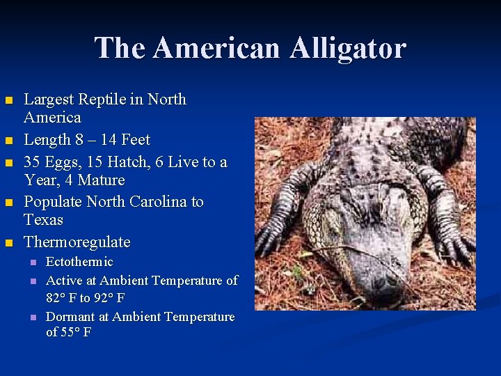 The American Alligator n n n Largest Reptile in North America Length 8 –