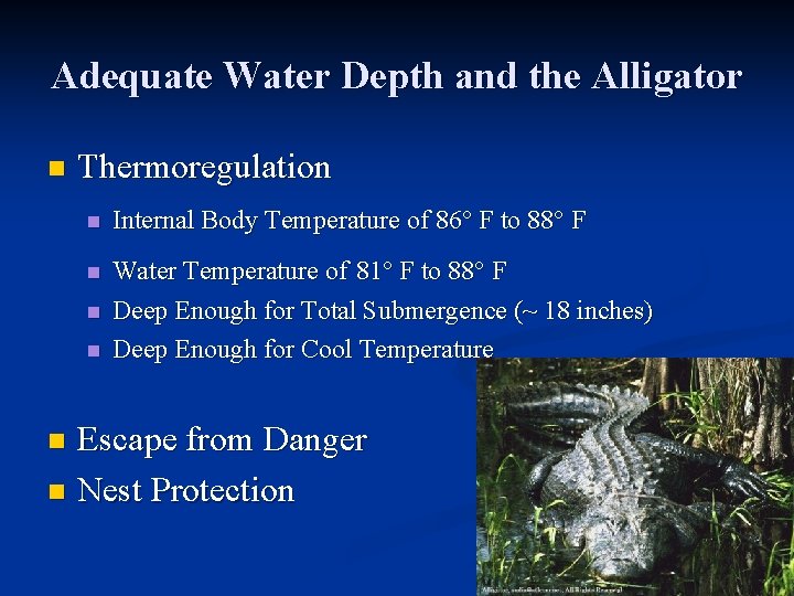 Adequate Water Depth and the Alligator n Thermoregulation n Internal Body Temperature of 86°
