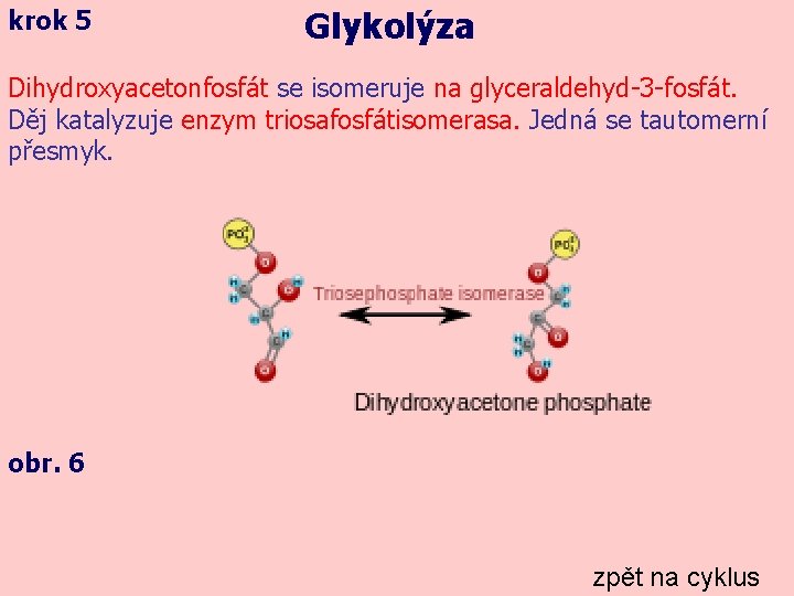 krok 5 Glykolýza Dihydroxyacetonfosfát se isomeruje na glyceraldehyd-3 -fosfát. Děj katalyzuje enzym triosafosfátisomerasa. Jedná