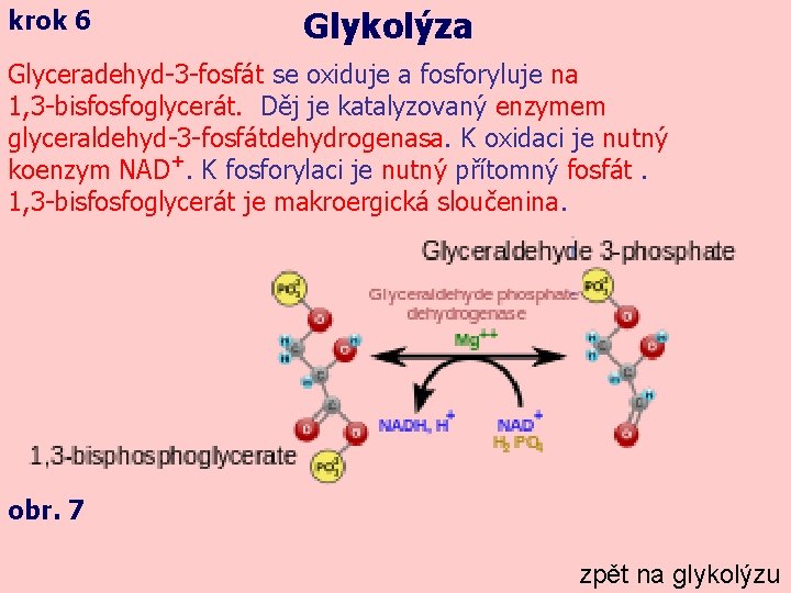 krok 6 Glykolýza Glyceradehyd-3 -fosfát se oxiduje a fosforyluje na 1, 3 -bisfosfoglycerát. Děj