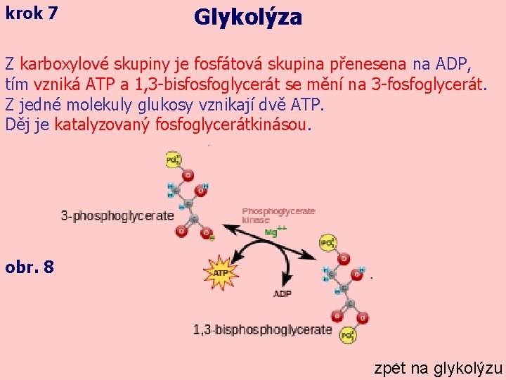 krok 7 Glykolýza Z karboxylové skupiny je fosfátová skupina přenesena na ADP, tím vzniká