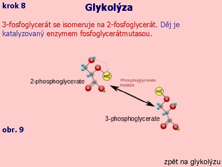 krok 8 Glykolýza 3 -fosfoglycerát se isomeruje na 2 -fosfoglycerát. Děj je katalyzovaný enzymem