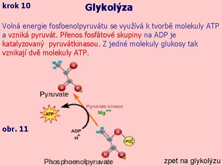 krok 10 Glykolýza Volná energie fosfoenolpyruvátu se využívá k tvorbě molekuly ATP a vzniká