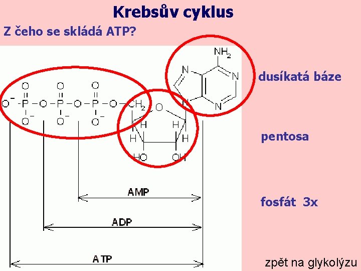 Krebsův cyklus Z čeho se skládá ATP? dusíkatá báze pentosa fosfát 3 x zpět