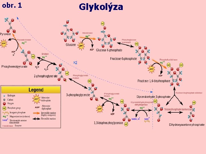 obr. 1 Glykolýza 