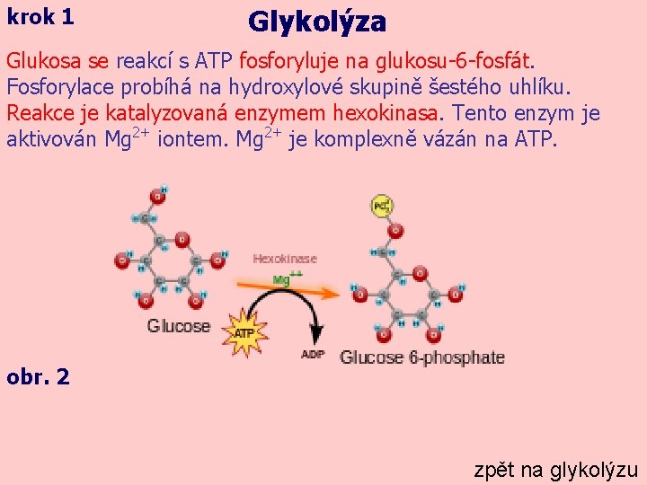 krok 1 Glykolýza Glukosa se reakcí s ATP fosforyluje na glukosu-6 -fosfát. Fosforylace probíhá