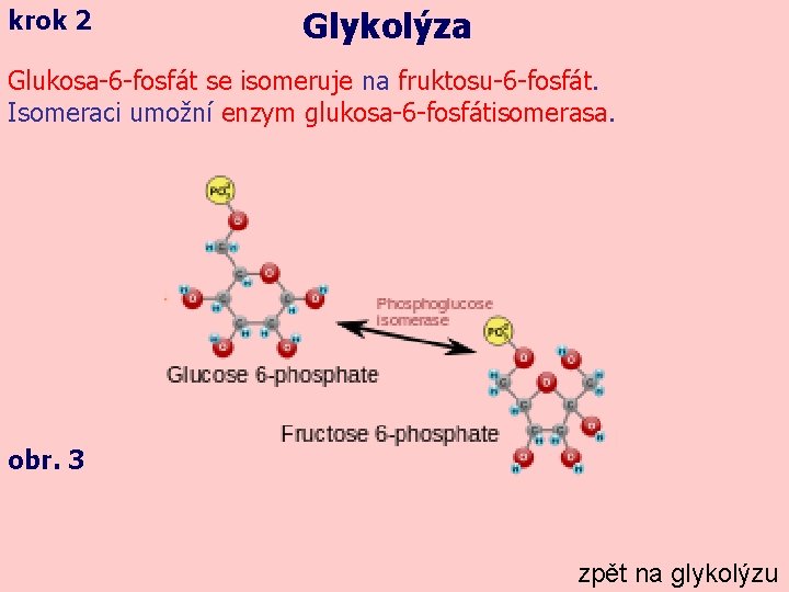 krok 2 Glykolýza Glukosa-6 -fosfát se isomeruje na fruktosu-6 -fosfát. Isomeraci umožní enzym glukosa-6