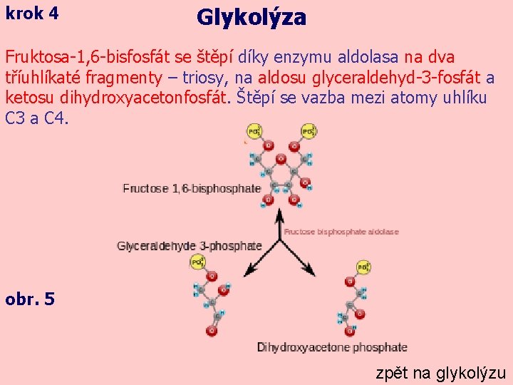 krok 4 Glykolýza Fruktosa-1, 6 -bisfosfát se štěpí díky enzymu aldolasa na dva tříuhlíkaté