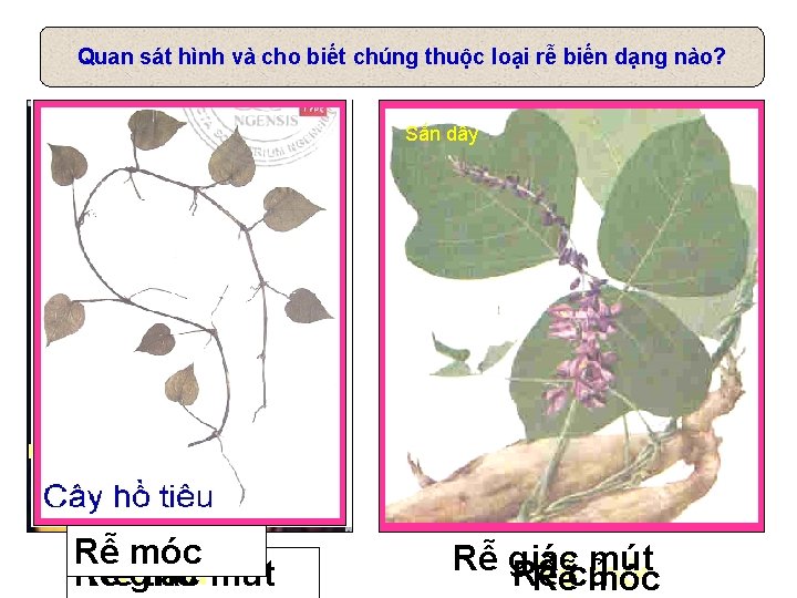 Quan sát hình và cho biết chúng thuộc loại rễ biến dạng nào? Cà Quan sát hình và cho biết chúng thuộc loại rễ biến dạng nào? Cà
