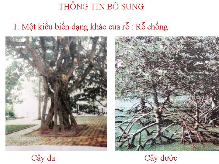 THÔNG TIN BỔ SUNG 1. Một kiểu biến dạng khác của rễ : Rễ THÔNG TIN BỔ SUNG 1. Một kiểu biến dạng khác của rễ : Rễ