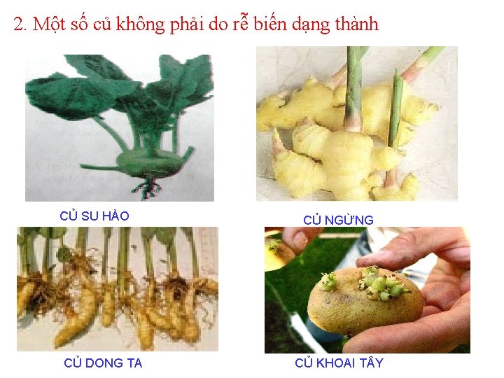 2. Một số củ không phải do rễ biến dạng thành CỦ SU HÀO 2. Một số củ không phải do rễ biến dạng thành CỦ SU HÀO