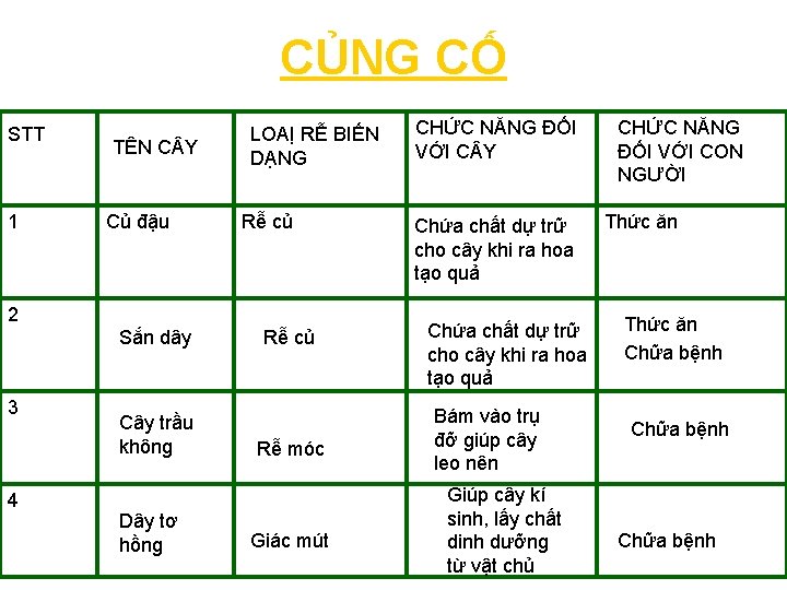CỦNG CỐ STT 1 TÊN C Y Củ đậu LOAỊ RỄ BIẾN DẠNG Rễ CỦNG CỐ STT 1 TÊN C Y Củ đậu LOAỊ RỄ BIẾN DẠNG Rễ