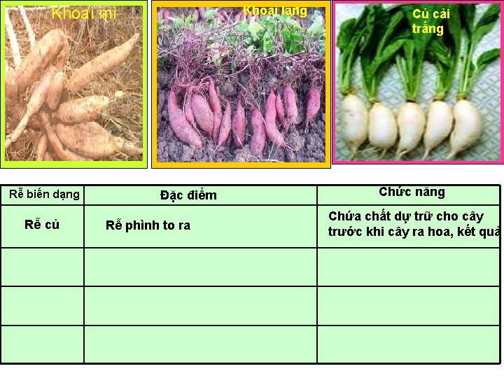 Khoai lang Khoai mì Rễ biến dạng Rễ củ Đặc điểm Rễ phình to Khoai lang Khoai mì Rễ biến dạng Rễ củ Đặc điểm Rễ phình to