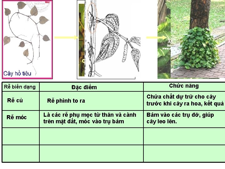 Cây trầu không Rễ biến dạng Rễ củ Rễ móc Đặc điểm Rễ phình Cây trầu không Rễ biến dạng Rễ củ Rễ móc Đặc điểm Rễ phình