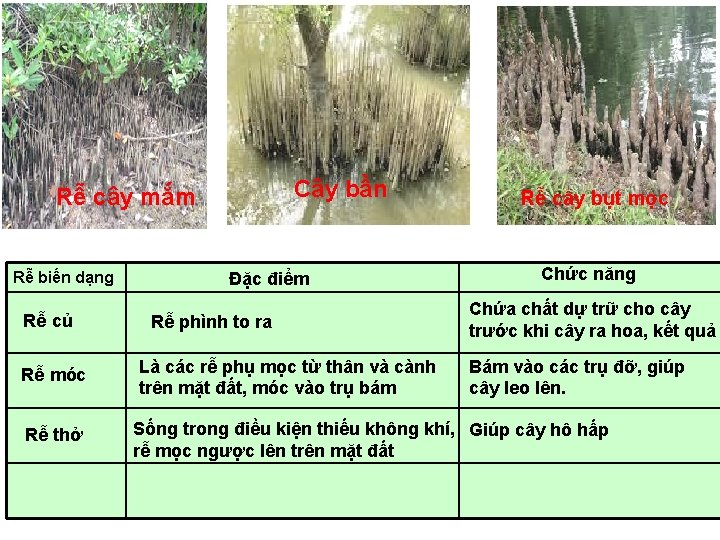 Cây bần Rễ cây mắm Rễ biến dạng Rễ củ Rễ móc Rễ thở Cây bần Rễ cây mắm Rễ biến dạng Rễ củ Rễ móc Rễ thở
