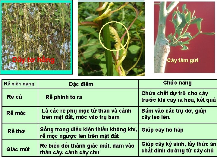 Cây tầm gửi Dây tơ hồng Rễ biến dạng Rễ củ Rễ móc Rễ Cây tầm gửi Dây tơ hồng Rễ biến dạng Rễ củ Rễ móc Rễ