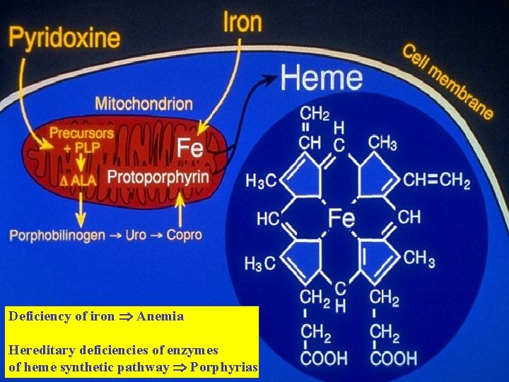 Deficiency of iron Anemia Hereditary deficiencies of enzymes of heme synthetic pathway Porphyrias 