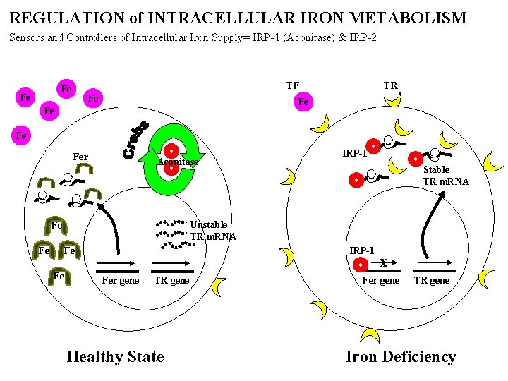REGULATION of INTRACELLULAR IRON METABOLISM Sensors and Controllers of Intracellular Iron Supply= IRP-1 (Aconitase)