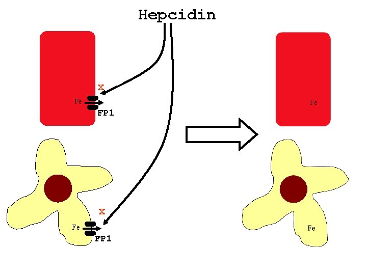 Hepcidin x Fe FP 1 