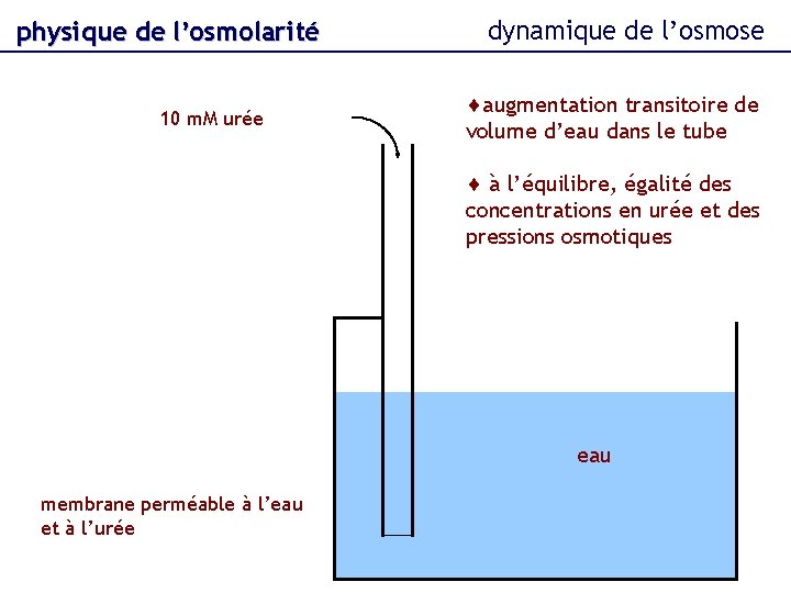 physique de l’osmolarité 10 m. M urée dynamique de l’osmose augmentation transitoire de volume