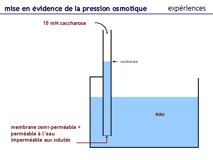 expériences mise en évidence de la pression osmotique 10 m. M saccharose eau membrane