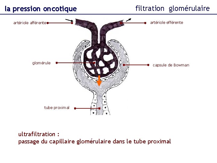 la pression oncotique artériole afférente glomérule filtration glomérulaire artériole efférente capsule de Bowman tube