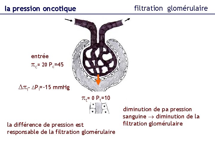 filtration glomérulaire la pression oncotique entrée pc= 20 Pc=45 Dpi- DPi=-15 mm. Hg pt=