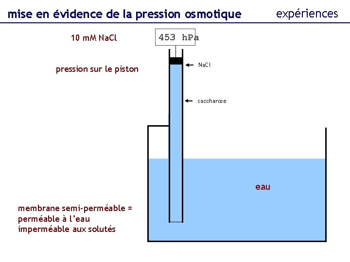 expériences mise en évidence de la pression osmotique 10 m. M Na. Cl pression